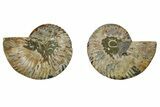 Cut & Polished, Agatized Ammonite Fossil - Madagascar #191604-1